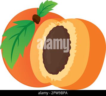 Detailed Apricot with the Slice Illustration Stock Vector