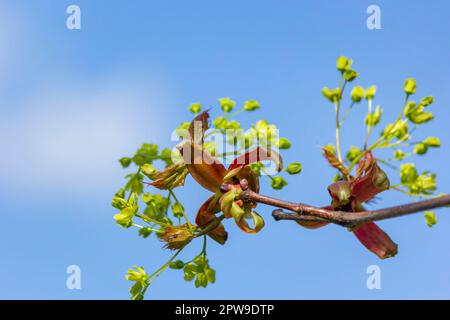 Norway maple, flowers, Acer platanoides,. Maple blossoms in early spring Stock Photo