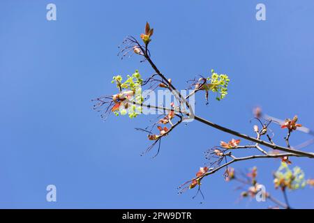Norway maple, flowers, Acer platanoides,. Maple blossoms in early spring Stock Photo