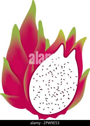 Detailed Dragon Fruit Illustration Stock Vector