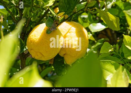 Lemons on a tree in Bella Vista, Uruguay Stock Photo