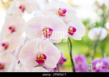 White orchids, Dendrobium, in full bloom, in soft color and soft blurred style in the garden. Stock Photo