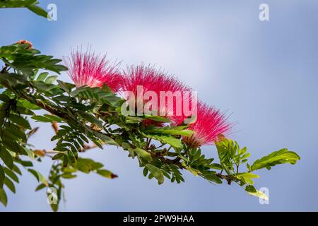 Pink delicate flowers of the blooming Persian silk tree or Albizia julibrissin close up among green leaves on a blurred background Stock Photo