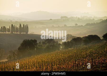 Vineyard landscape, Bibbiano, Chianti, Tuscany, Italy Stock Photo