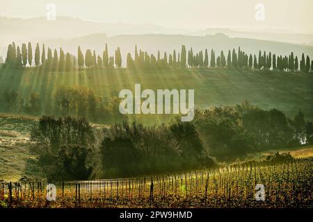 Vineyard landscape, Bibbiano, Chianti, Tuscany, Italy Stock Photo