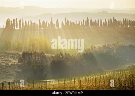 Vineyard landscape, Bibbiano, Chianti, Tuscany, Italy Stock Photo