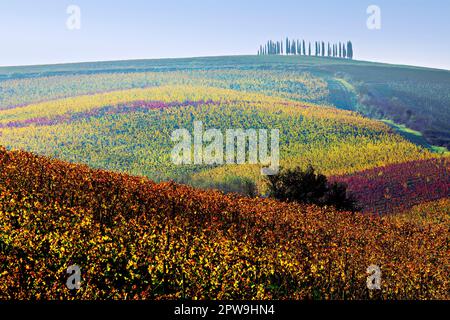 Vineyard landscape, Bibbiano, Chianti, Tuscany, Italy Stock Photo