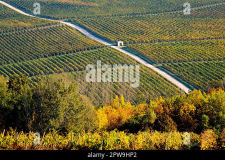 Vineyard landscape, Bibbiano, Chianti, Tuscany, Italy Stock Photo