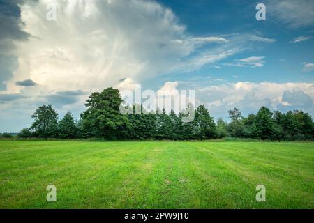 Green meadow with trees on the horizon and abstract clouds on the blue sky, Nowiny, Poland Stock Photo