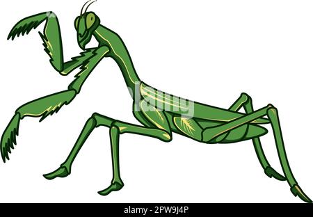 Detailed Standing Praying Mantis Illustration Stock Vector