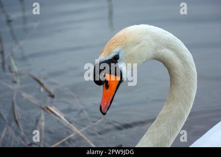 Close-up of the head of a young mute swan, spring view Stock Photo