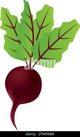 Detailed Single Red Beet Illustration Stock Vector