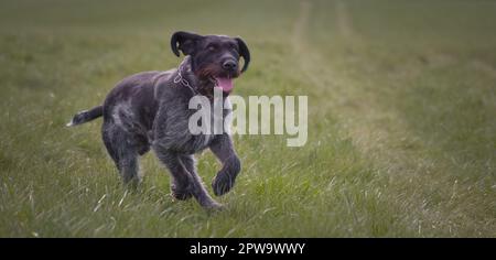 Sako the German wirehaired pointer hunting dog Stock Photo