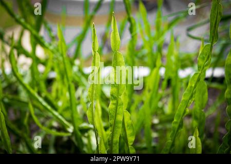 Carqueja with blurred garden background. Illuminated by the Sun. Species Baccharis Trimera. Stock Photo