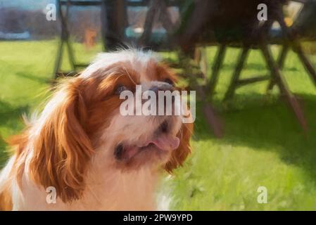 Digital painting of a closeup profile shot of a single isolated Blenheim Cavalier King Charles Spaniel in a home setting. Stock Photo