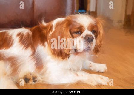 Digital painting of a closeup profile shot of a single isolated Blenheim Cavalier King Charles Spaniel in a home setting. Stock Photo