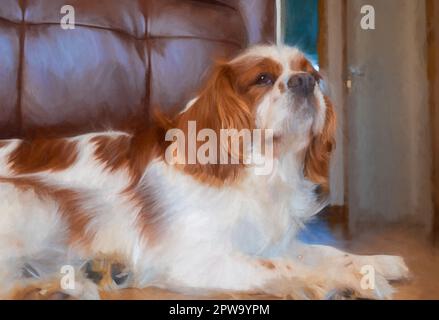 Digital painting of a closeup profile shot of a single isolated Blenheim Cavalier King Charles Spaniel in a home setting. Stock Photo