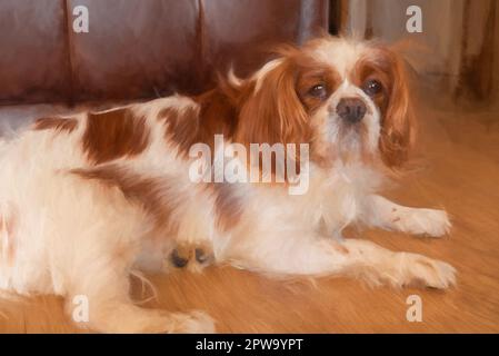 Digital painting of a closeup profile shot of a single isolated Blenheim Cavalier King Charles Spaniel in a home setting. Stock Photo