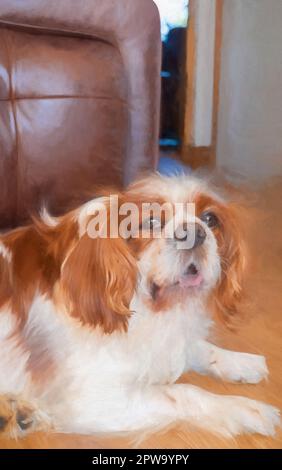 Digital painting of a closeup profile shot of a single isolated Blenheim Cavalier King Charles Spaniel in a home setting. Stock Photo