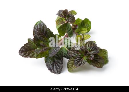 Twig of fresh green blackcurrant mint plant close up isolated on white background Stock Photo