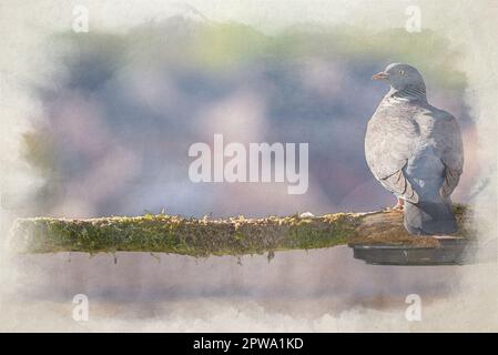 A digital watercolour painting of common wood pigeons, Columba palumbus of the dove and pigeon family perching on a branch in a UK suburban garden. Stock Photo