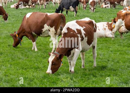 Livestock Dutch cows graze in the meadow in springtime Stock Photo