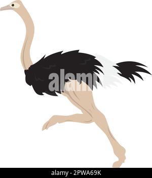 Detailed Ostrich with Running Gesture Illustration Stock Vector