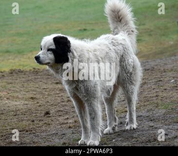 Watchful Mastín del Pirineo or Pyrenean Mastiff. He is kept to watch over a sheep herd. Stock Photo