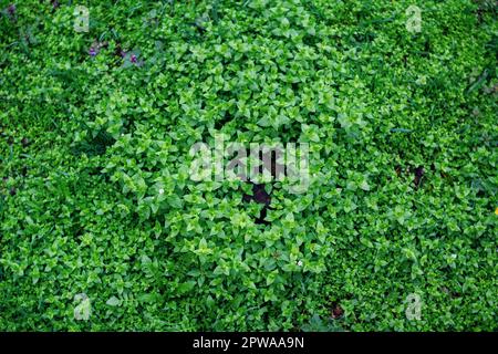 Beautiful meadow with blooming Stellaria media or chickweed white small flowers and green leaves with rain drops. Spring nature background. Stock Photo