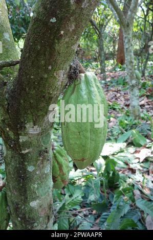 Cocoa pods Stock Photo