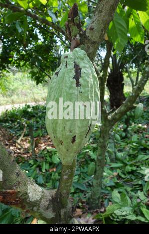 Cocoa pods Stock Photo