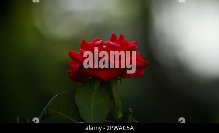 single red rose flower with dark background Stock Photo