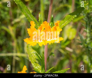 Close up of a Sticky Monkey-Flower (Diplacus aurantiacus) flower at Lake Hollywood reservoir in Los Angeles, CA. Stock Photo