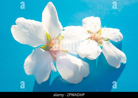 Spring card. Two almond tree white flowers on blue sunny table with shadows. Stock Photo