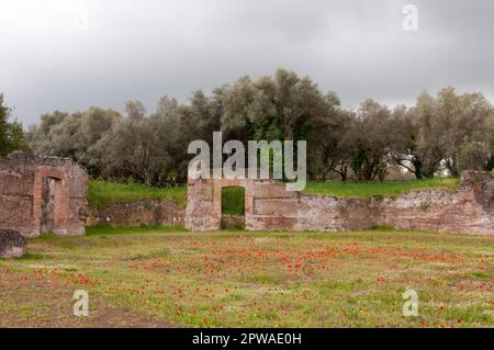 Roman ruins at Villa Adriana (Tivoli, Italy) emerge from a beautiful poppy flower meadow. Stock Photo