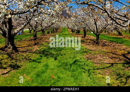 Canada, Ontario, Niagara Peninsula, Cherry orchard in spring time bloom. Stock Photo