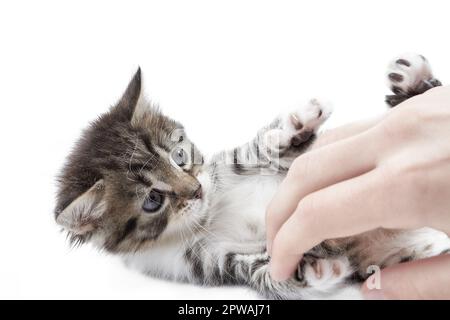 A little kitten playing with a human hand Stock Photo
