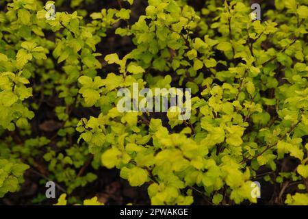 large bright green Bush Spiraea japonica Golden Princess. Spring coloring foliage. Mulched flower bed in the garden Stock Photo