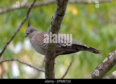 Crested Pigeon (Ocyphaps lophotes lophotes) adult perched on branch  south-east Queensland, Australia.     March Stock Photo