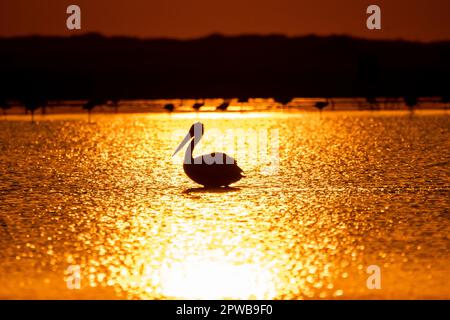 A silhouette of spot billed pelican standing in the low tide of rann of kutch with a beautiful sunset sky in the background Stock Photo