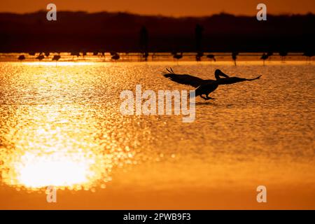 A silhouette of spot billed pelican standing in the low tide of rann of kutch with a beautiful sunset sky in the background Stock Photo