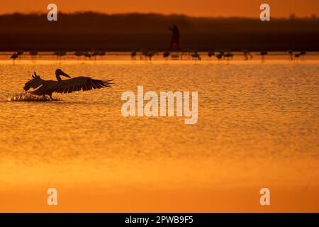 A silhouette of spot billed pelican standing in the low tide of rann of kutch with a beautiful sunset sky in the background Stock Photo