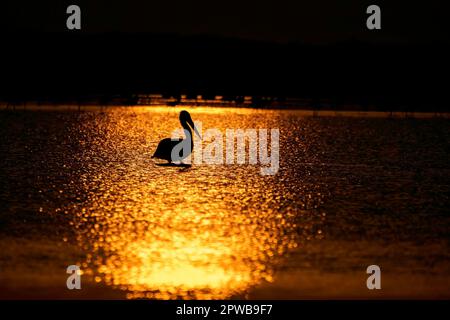 A silhouette of spot billed pelican standing in the low tide of rann of kutch with a beautiful sunset sky in the background Stock Photo