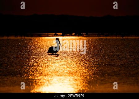 A silhouette of spot billed pelican standing in the low tide of rann of kutch with a beautiful sunset sky in the background Stock Photo