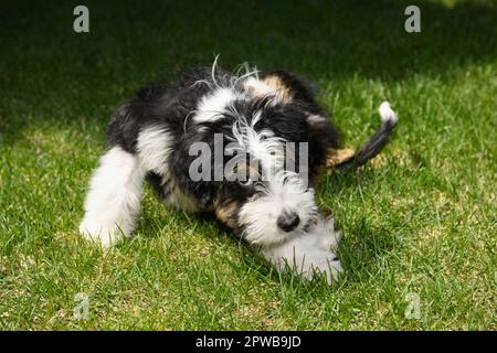 Three month old Bernedoodle puppy with hair loss and itchy skin scratching herself on a Spring lawn Stock Photo