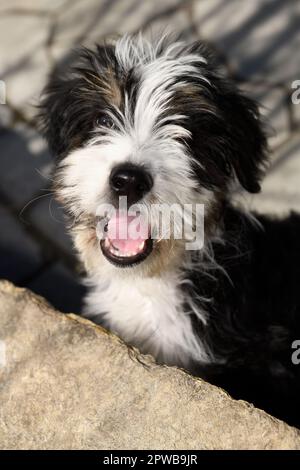 Three month old Bernedoodle puppy with mouth open looking to play a game Stock Photo