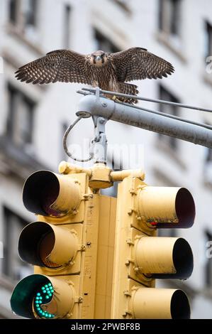 Young Peregrine Falcon on top of a traffic light in New York City Stock Photo