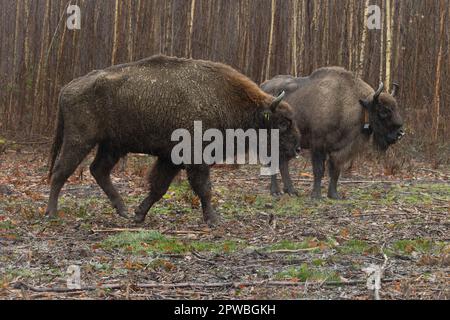 UK bison: new bull in from Germany, standing on his own in the rain, day of release, first UK bison. Stock Photo