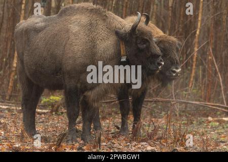 UK bison: new bull in from Germany, standing on his own in the rain, day of release, first UK bison. Stock Photo