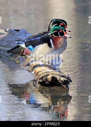 Colorful Wood Ducks perched on the lake border, Quebec, Canada Stock Photo
